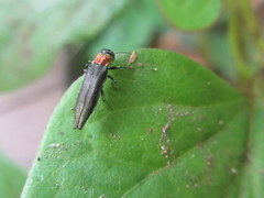 Agrilus imitans