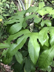 Fatsia japonica