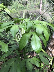 Fatsia japonica
