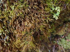 Pterigynandrum filiforme