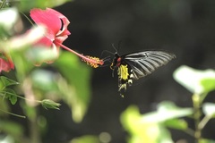 Troides magellanus