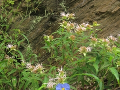 Monarda stipitatoglandulosa
