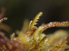 Pterigynandrum filiforme