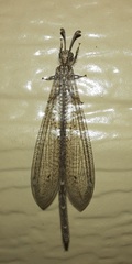 Peruveleon dorsalis