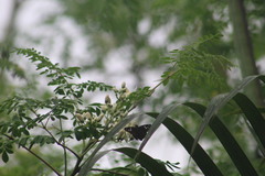 Polygonus leo arizonensis