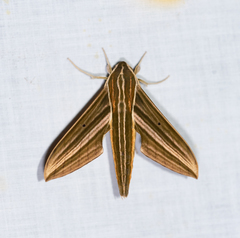 Xylophanes titana