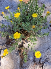 Heterotheca viscida