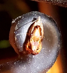 Zomaria interruptolineana