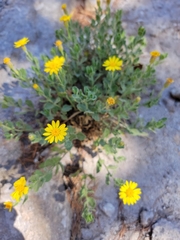 Heterotheca viscida