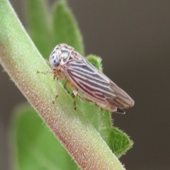 Balcanocerus dolosus