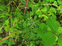 Trepocarpus aethusae