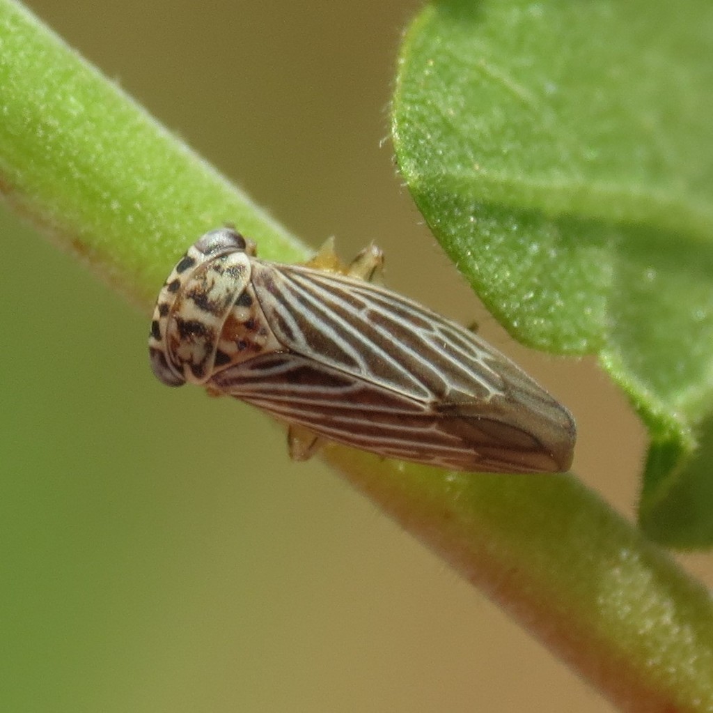 Balcanocerus dolosus