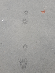 Canis lupus crassodon