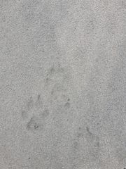 Canis lupus crassodon