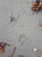 Canis lupus crassodon