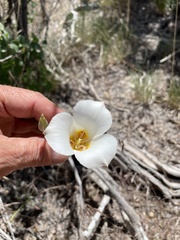 Calochortus nuttallii
