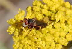 Myopa clausa