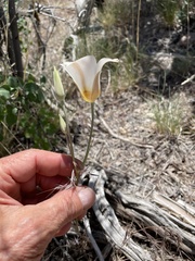 Calochortus nuttallii