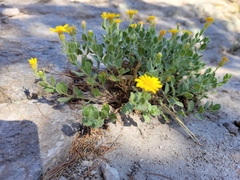 Heterotheca viscida