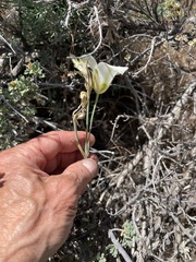 Calochortus nuttallii