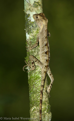 Enyalius iheringii