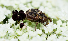 Valgus canaliculatus