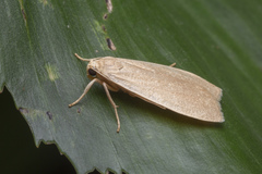 Danielithosia