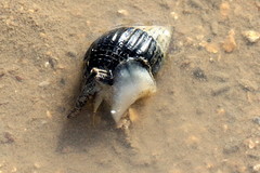 Nassarius pullus