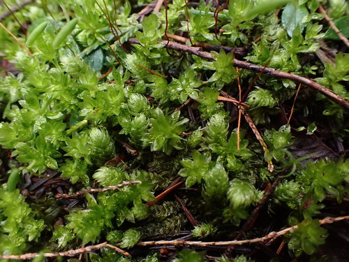 Image of Roellia roellii by no rights reserved
