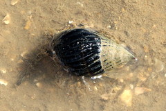 Nassarius pullus