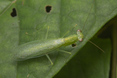 Tropidomantis tenera