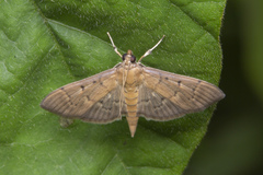 Herpetogramma rudis