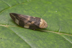 Ptyelinellus praefractus