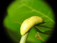 Puccinia sparganioidis