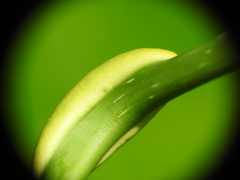 Puccinia sparganioidis