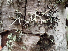 Hypogymnia inactiva