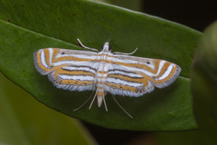 Parapoynx villidalis
