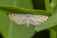 Parapoynx villidalis