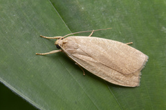 Danielithosia