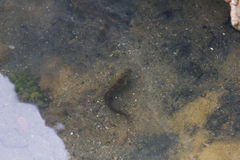 Salaria pavo