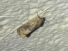 Ecdytolopha