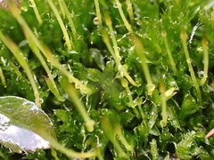 Tetraplodon mnioides