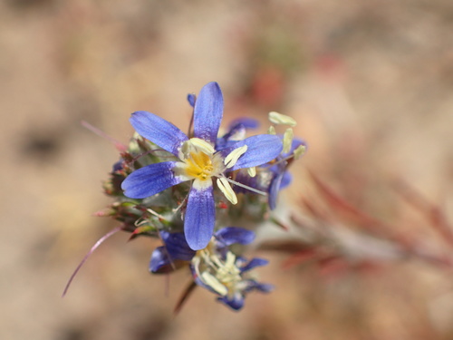 Sapphire woollystar (Eriastrum sapphirinum)