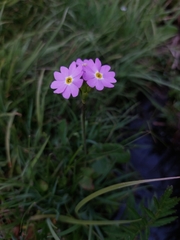 Primula farinosa