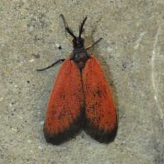 Pyromorpha latercula