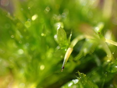 Tetraplodon mnioides