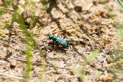 Cicindela patruela