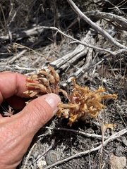 Aphyllon fasciculatum