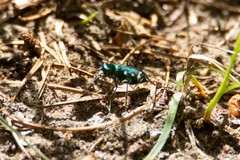 Cicindela patruela