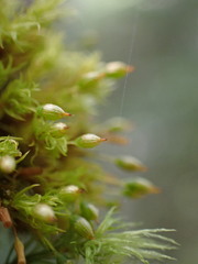 Orthotrichum pulchellum